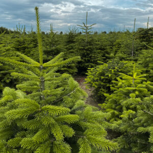 sapin nordmann (coupé)