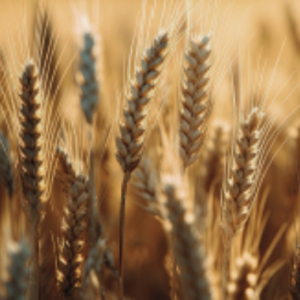 Le Moulin d'Emilie capture d'écran 2025 12 04 045017